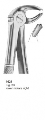  Fig. 23 lower molars right 